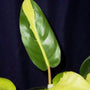 philodendron thai sunrise has green glossy leaves with neon green variegation