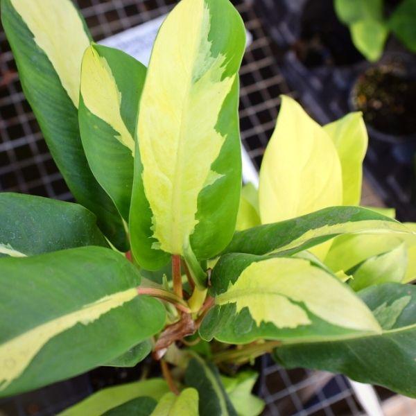 buy philodendron thailand Philodendron Thai Sunrise