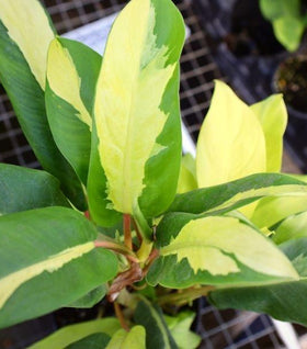 Philodendron Thai Sunrise