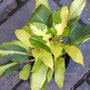 yellow and green variegation on philodendron thai sunrise