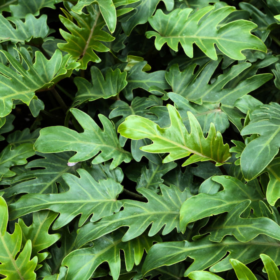 close up view of bright green lobed leaves on philodendron xanadu