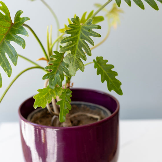 philodendron xanadu growing indoors in a pot
