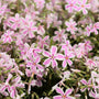 close up view of unique striped blooms on candy stripe phlox