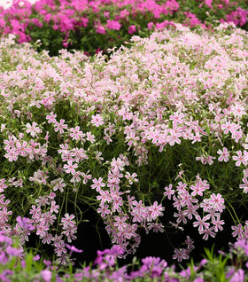 Candy Stripe Creeping Phlox