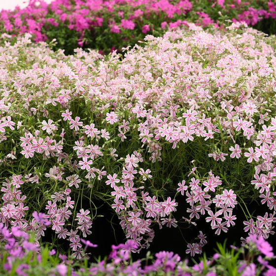 mass planting of Candy Stripe Creeping Phlox