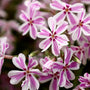 Creeping Phlox Candy Stripe with pink and white pinwheel flowers