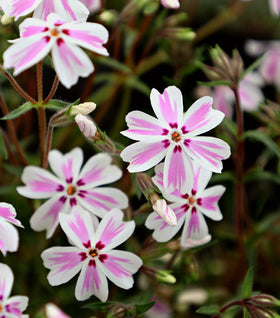 Phlox Candy Stripe