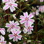 candy stripe phlox groundcover perennial