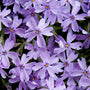 close up view of the color of the Emerald Blue Creeping Phlox
