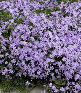 Phlox Emerald Blue