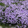 blanket of Emerald Blue Creeping Phlox