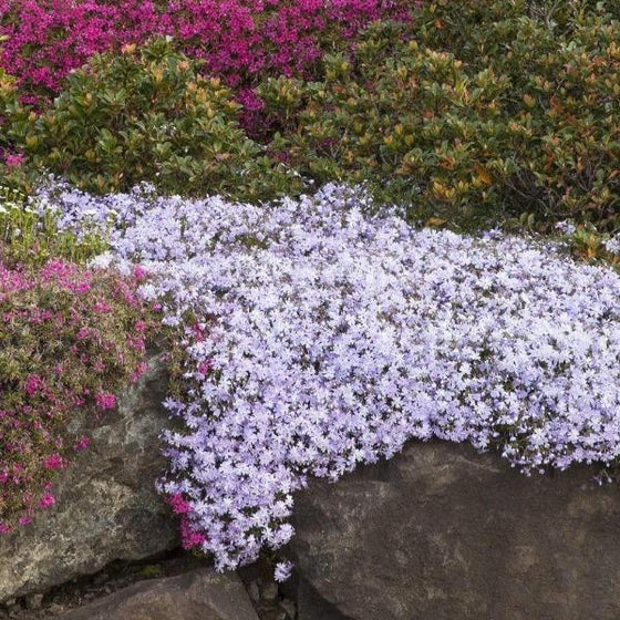 Emerald Blue Creeping Phlox cascading over rocks.