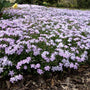 Creeping Phlox Emerald Blue planted en masse