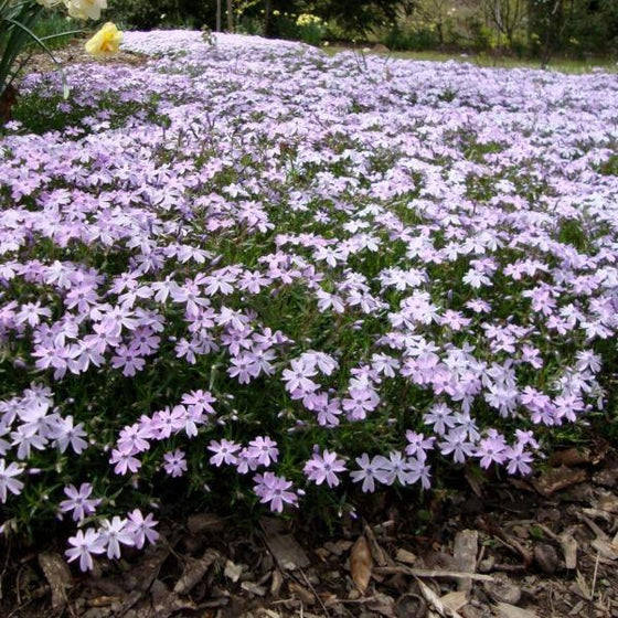 Buy Phlox Emerald Blue Online | Garden Goods Direct