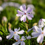 Creeping Emerald Blue Phlox make for stunning spring ground cover plants