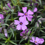 close up view of bold purple blooms on phlox purple beauty