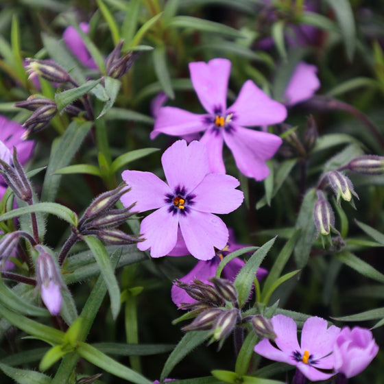 close up view of bold purple blooms on phlox purple beauty