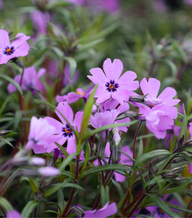 Phlox Purple Beauty