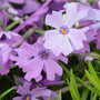 An up close view of the Purple Beauty Creeping Phlox