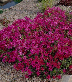 Phlox Scarlet Flame