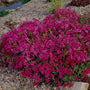 Creeping Phlox Scarlet Flame growing in rocky terrain