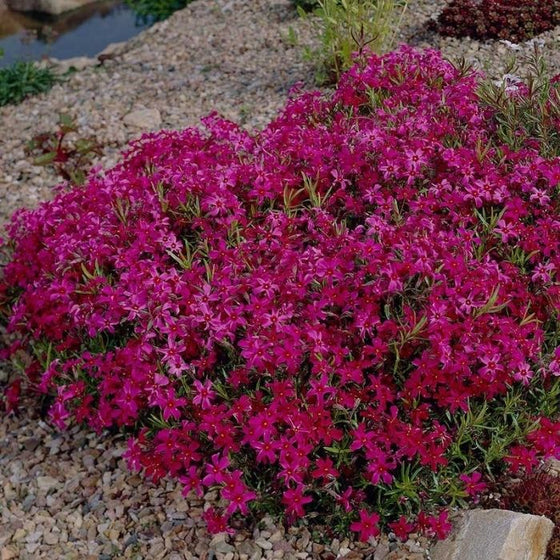 Creeping Phlox Scarlet Flame growing in rocky terrain