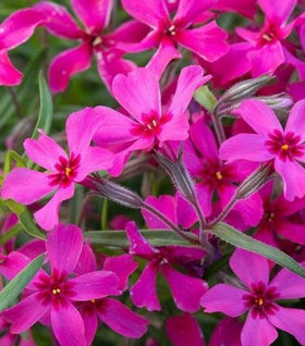 Phlox Scarlet Flame