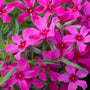up close view of the magenta blooms of the Scarlet Flame Creeping Phlox