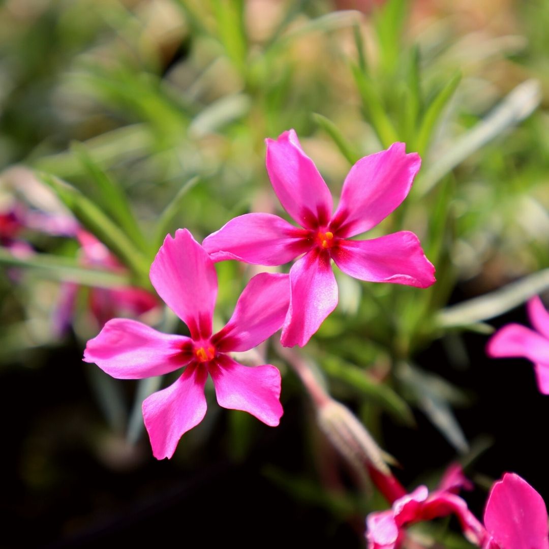 Scarlet Flame Creeping Phlox for Sale | Red Spring Groundcover
