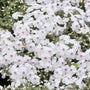 mass of Amazing Grace Creeping Phlox blooms