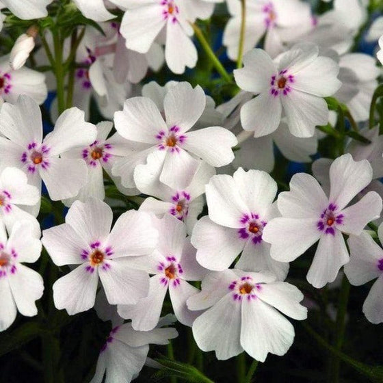 close up view of the Creeping Phlox Amazing Grace