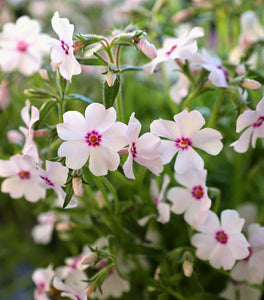 Phlox subulata Amazing Grace