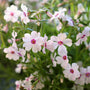 flowering groundcover phlox