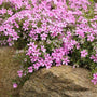 Emerald Pink Creeping Phlox will drape over rock walls perfectly