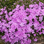 Creeping Phlox Emerald Pink Phlox subulata is native to eastern united states
