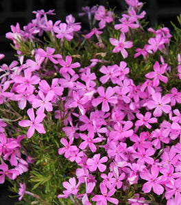 Phlox subulata Emerald Pink