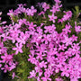 Emerald Pink Creeping Phlox creates a carpet of pink flowers every spring