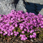 emerald pink creeping phlox works well as groundcover in rock gardens