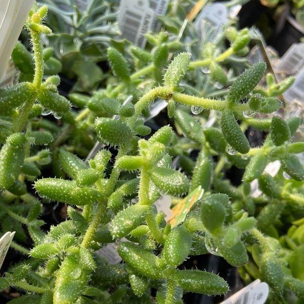 Buy Delosperma echinatum (Pickle Plants) Online