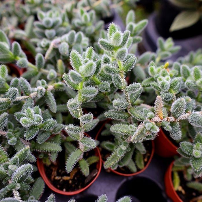 pickle succulent plant Pickle Plant (Delosperma echinatum)
