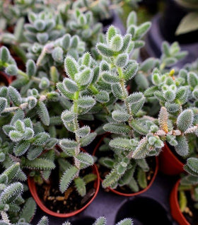 Pickle Plant (Delosperma echinatum)