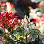 close up view of bright white blooms and green and red foliage on pieris cavatine in early spring