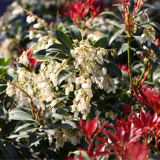 bright white blooms and green and red foliage on pieris cavatine in early spring
