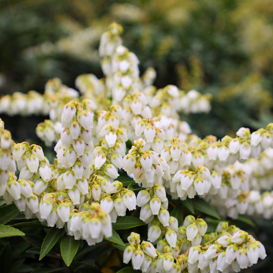 pure white bell shaped flowers on cavatine pieris shrubs in early spring