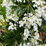 close up of bell-shaped blooms on pieris cavatine