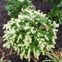 dwarf flowering shrub pieris cavatine