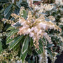close up view of Pieris Flaming Silver blooms in springtime