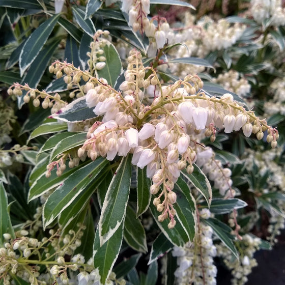 close up view of Pieris Flaming Silver blooms in springtime