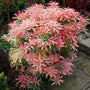 tough pink bell flowers with dark green and white foliage on flaming silver pieris
