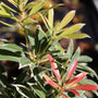narrow evergreen leaves with striking pink flaming flowers on the flaming silver pieris